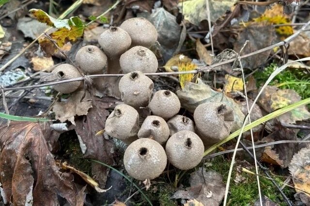    Что нужно делать 22 октября, на Якова Студеного, чтоб отвести беду от дома?