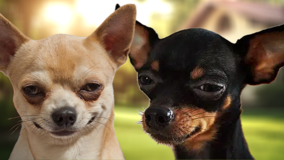 Чихуахуа и той-терьер