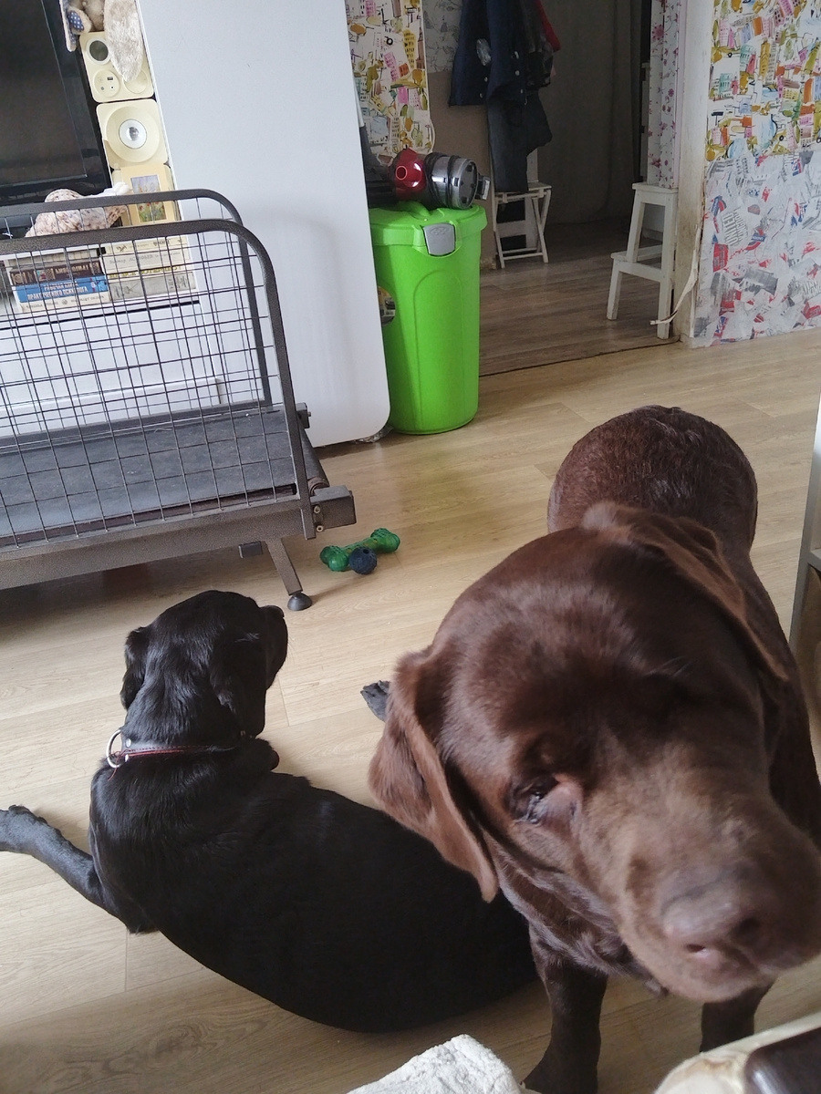 Для Габи и Эшки паглюферал -пожизненный препарат