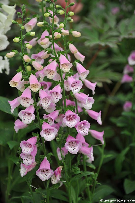 Наперстянка ‘Lucas Pink’