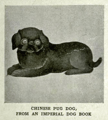 Китайский мопс из императорской книги о собаках, Цзоу И-Квей (1686-1766)