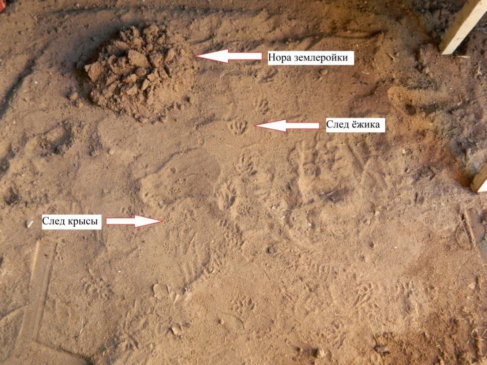 Под навесом. Как видно, следы кошек отсутствуют. Личное фото.