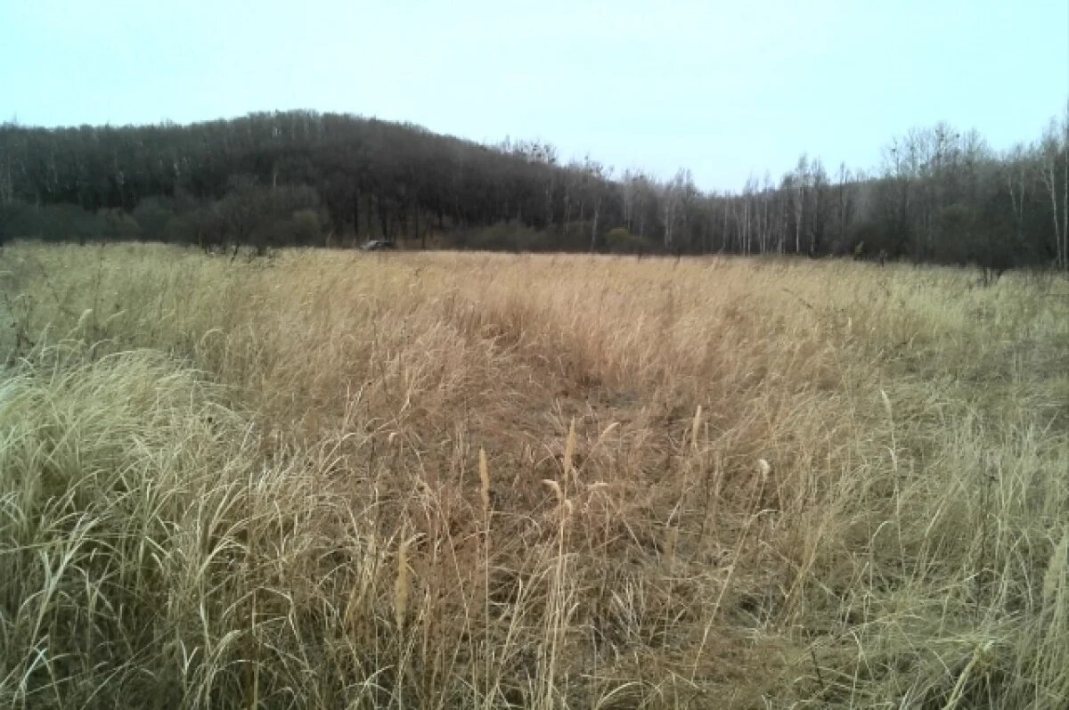    Тверского землевладельца оштрафовали на 10 тысяч рублей за заросшие 200 га
