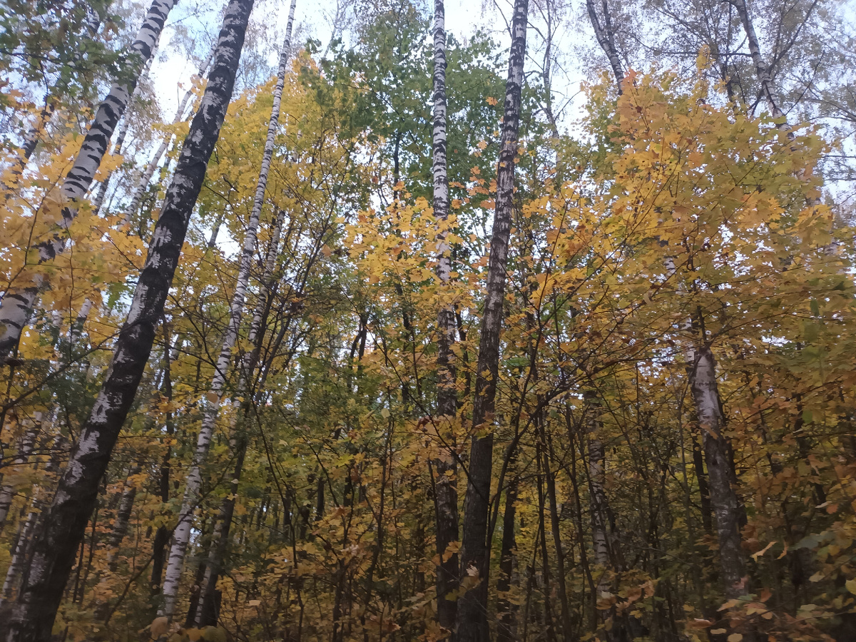 Октябрьский лес