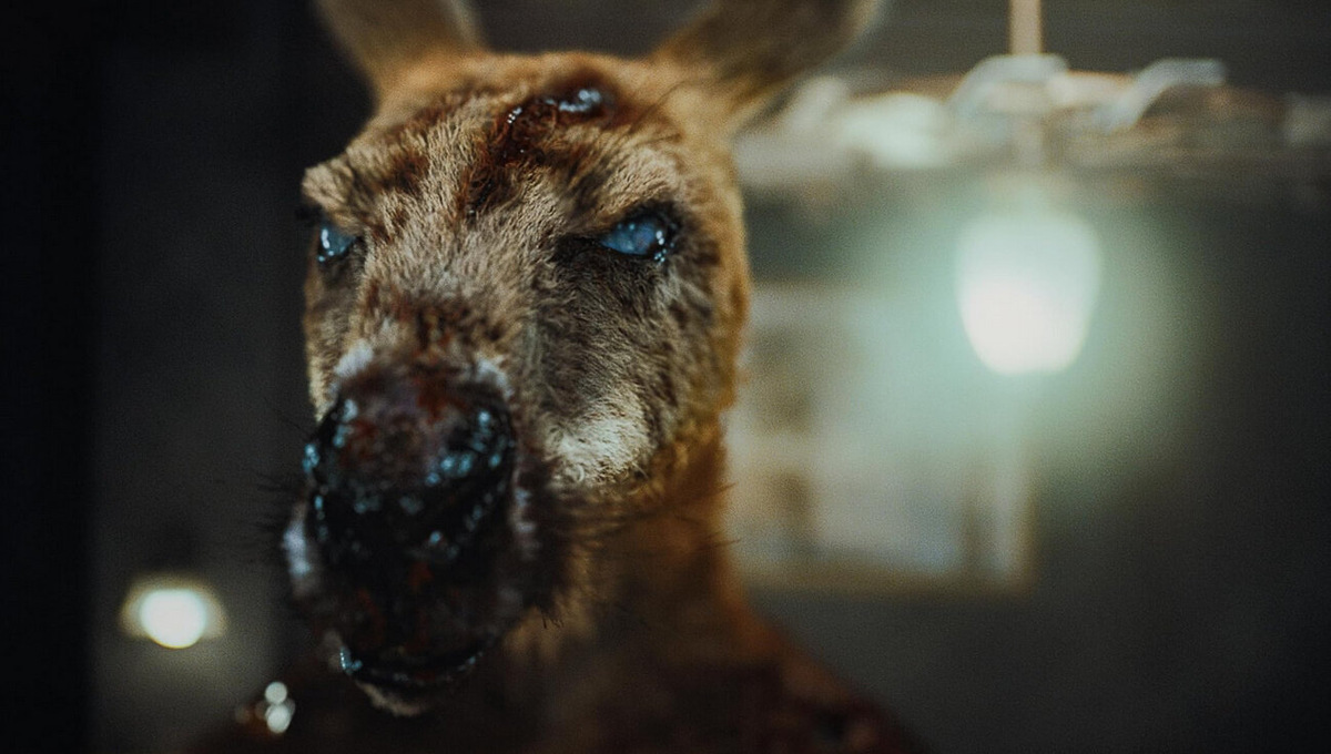 Кадры из фильма "Зомби-кенгуру"