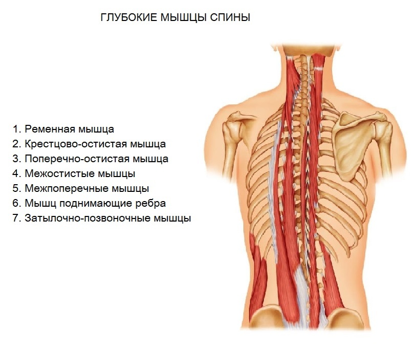 Рис.12 Глубокие мышцы спины