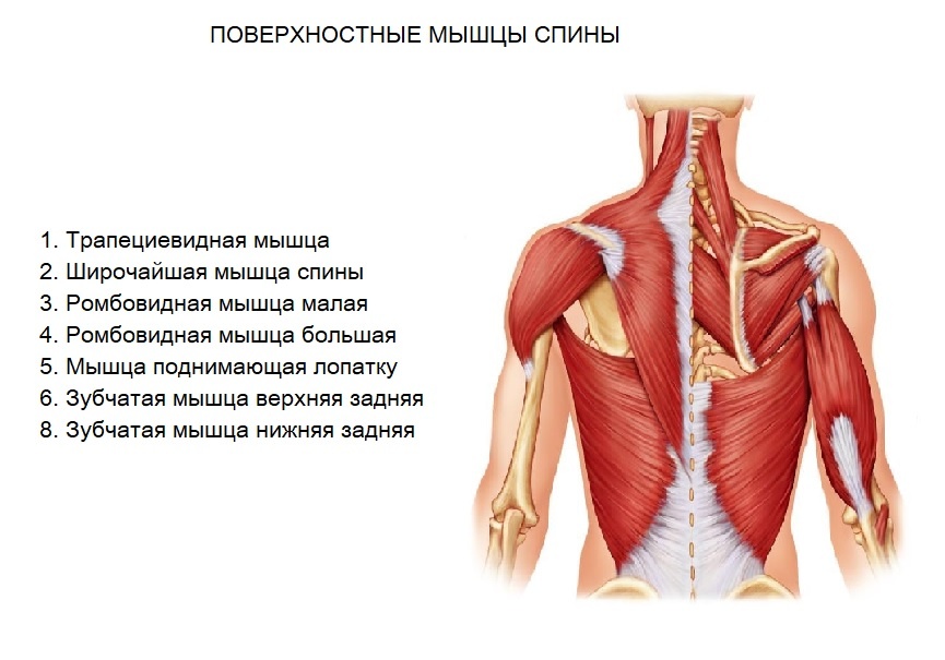 Рис.13 Поверхностные мышцы спины