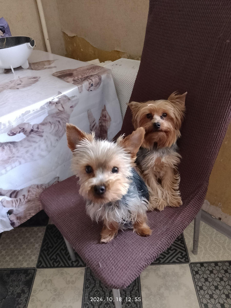 Бантик и на заднем плане - Мартик😍