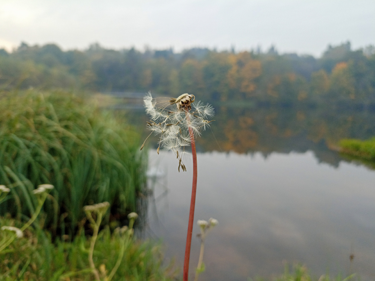 Одним осенним туманным днем