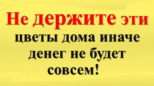 Почему некоторые цветы нельзя держать дома по народным приметам. Как правильно выбрать растения?