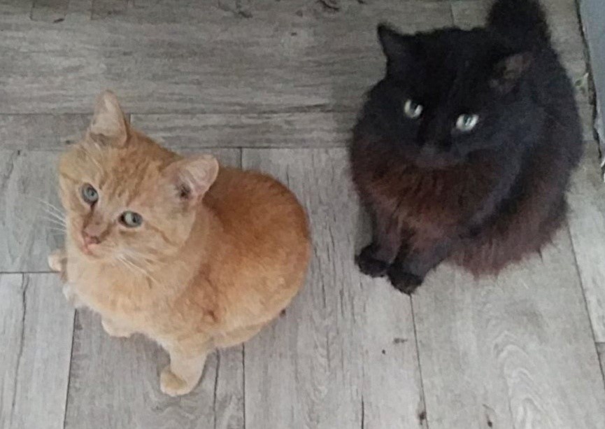 Рыжего кота зовут Путик, черного - Чернилка