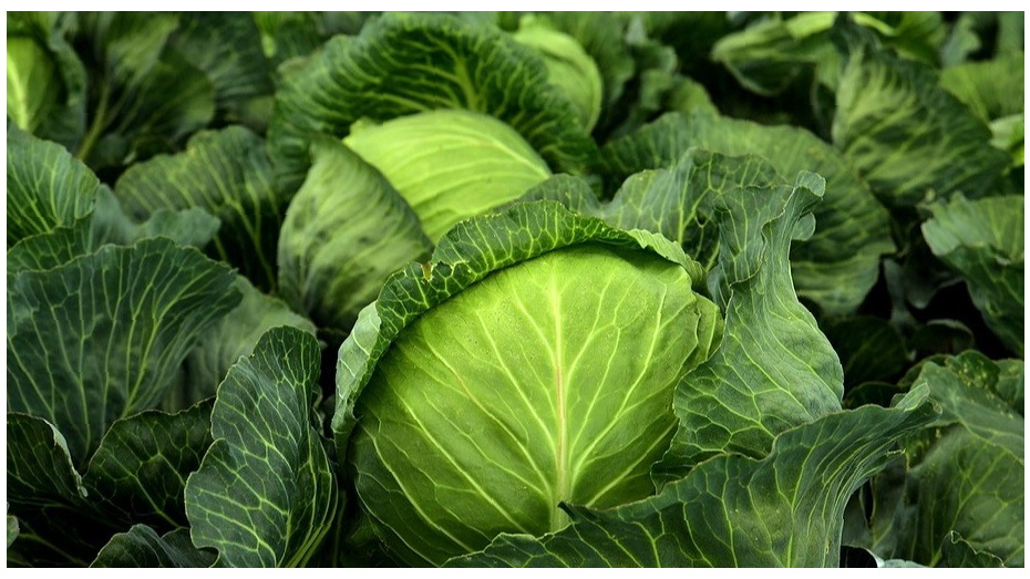 Раньше возился с рассадой, а сейчас подзимний посев капусты экономит мне кучу времени: кочаны вырастают – крупнее