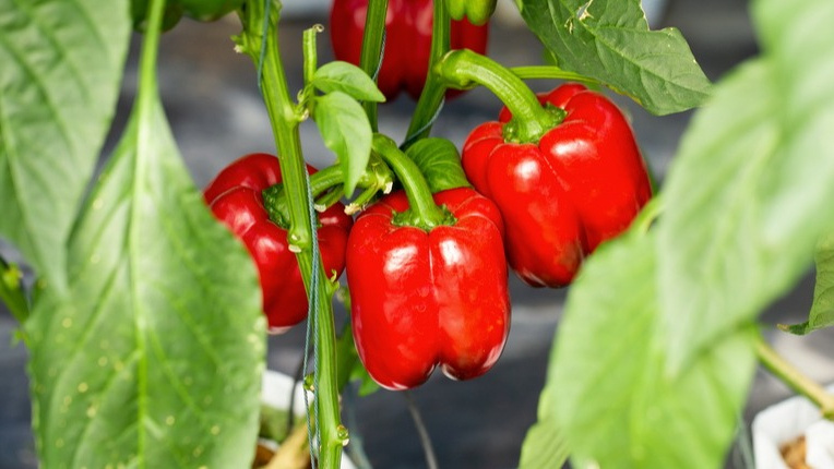 В общем, толстостенный перец я выращиваю всегда. 