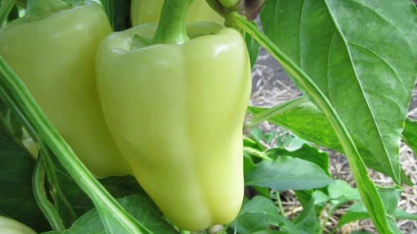 Я постоянно использую Сноувайт для таких блюд, несмотря на его конусовидную форму.