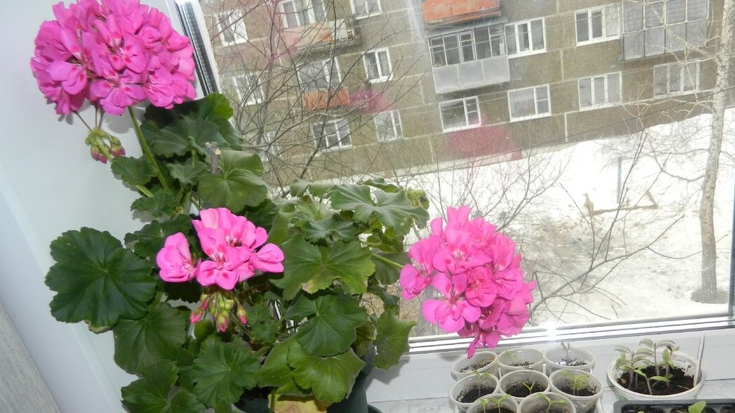 Вот что значит правильный полив герани зимой - пышное цветение даже в холода.