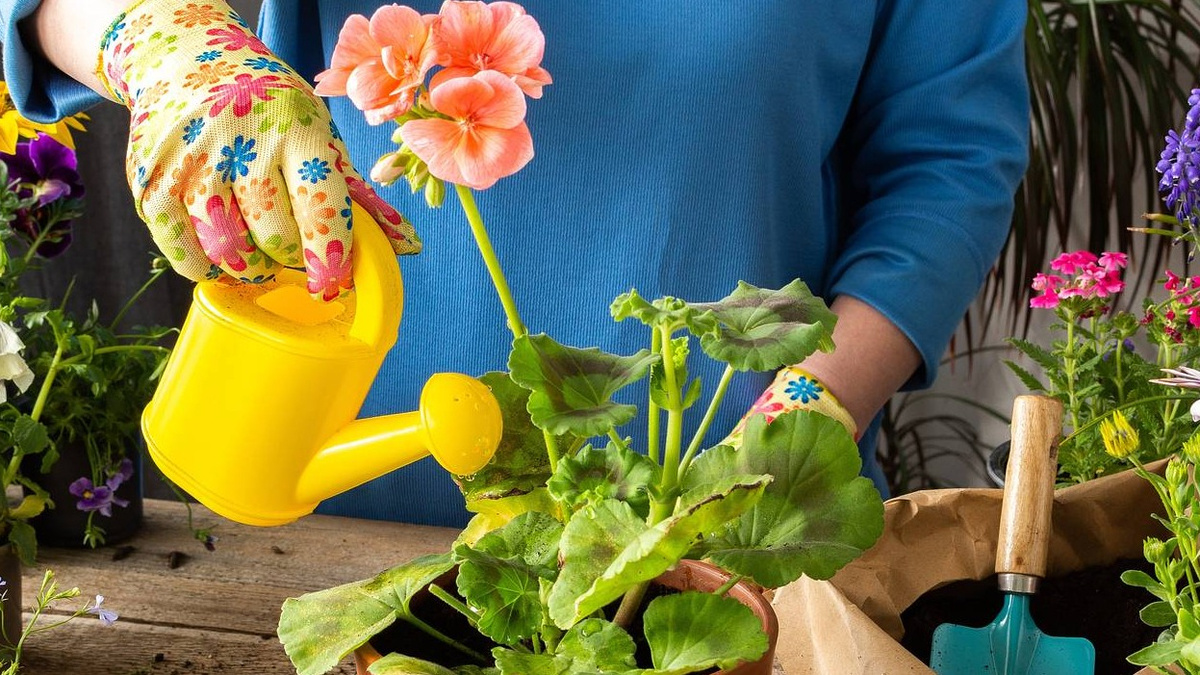 Вот как нужно поливать: вода льется прямо под корень, не попадая на листья.