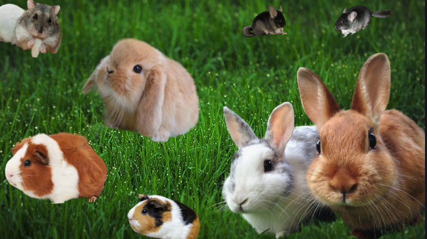На картинке: морские свинки, обычные кролики, декоративный кролик, хомяк и шиншиллы