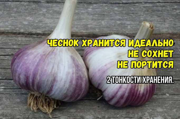Есть 2 тонкости, от которых зависит хранение чеснока - и в июне как с грядки. Сочный, не сохнет, не портится, ароматный - как свежий