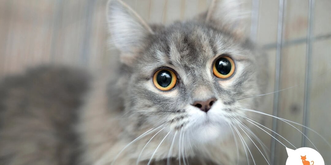 Лучшее средство от холодов