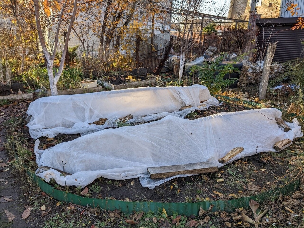 Дюжина роз на круглой клумбе