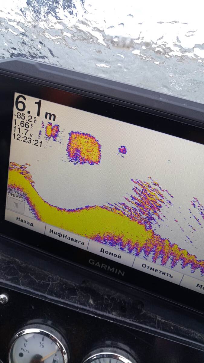 Стая белой рыбы в толще воды. Судак на дне.
