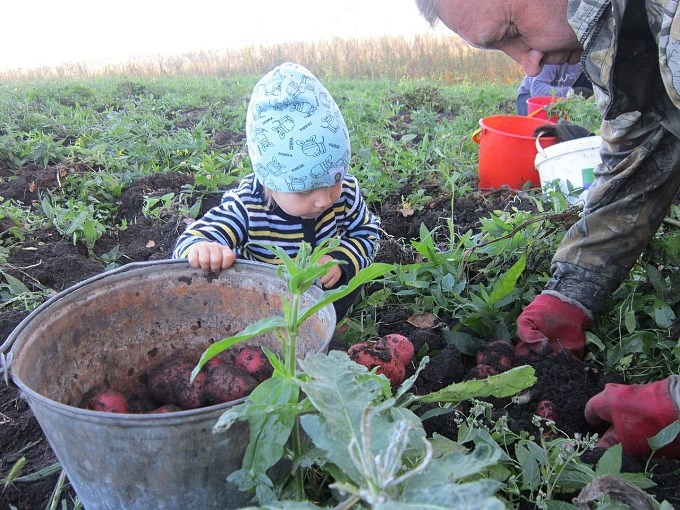 Маленькая девочка помогет отцу копать картошку