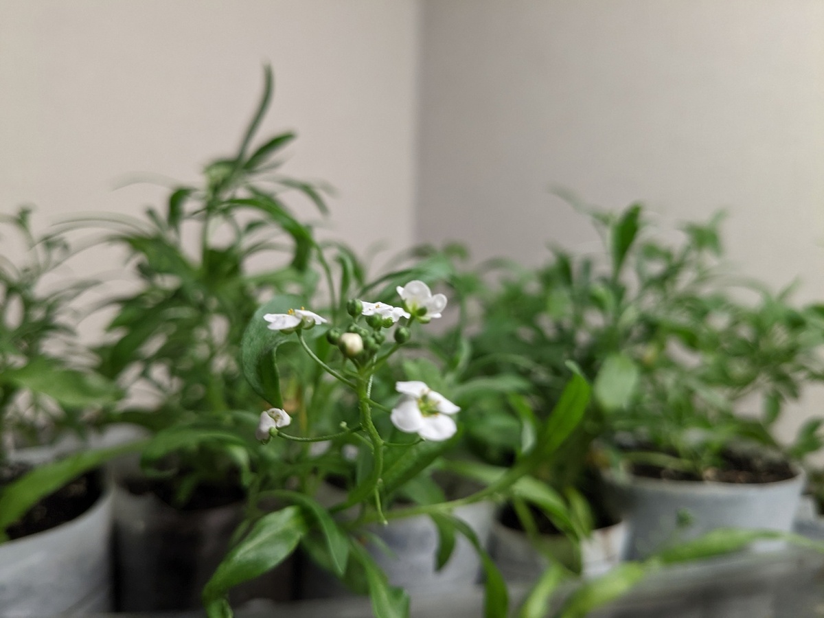 Март. Алиссум угнетается в маленьком объеме и начинает цвести