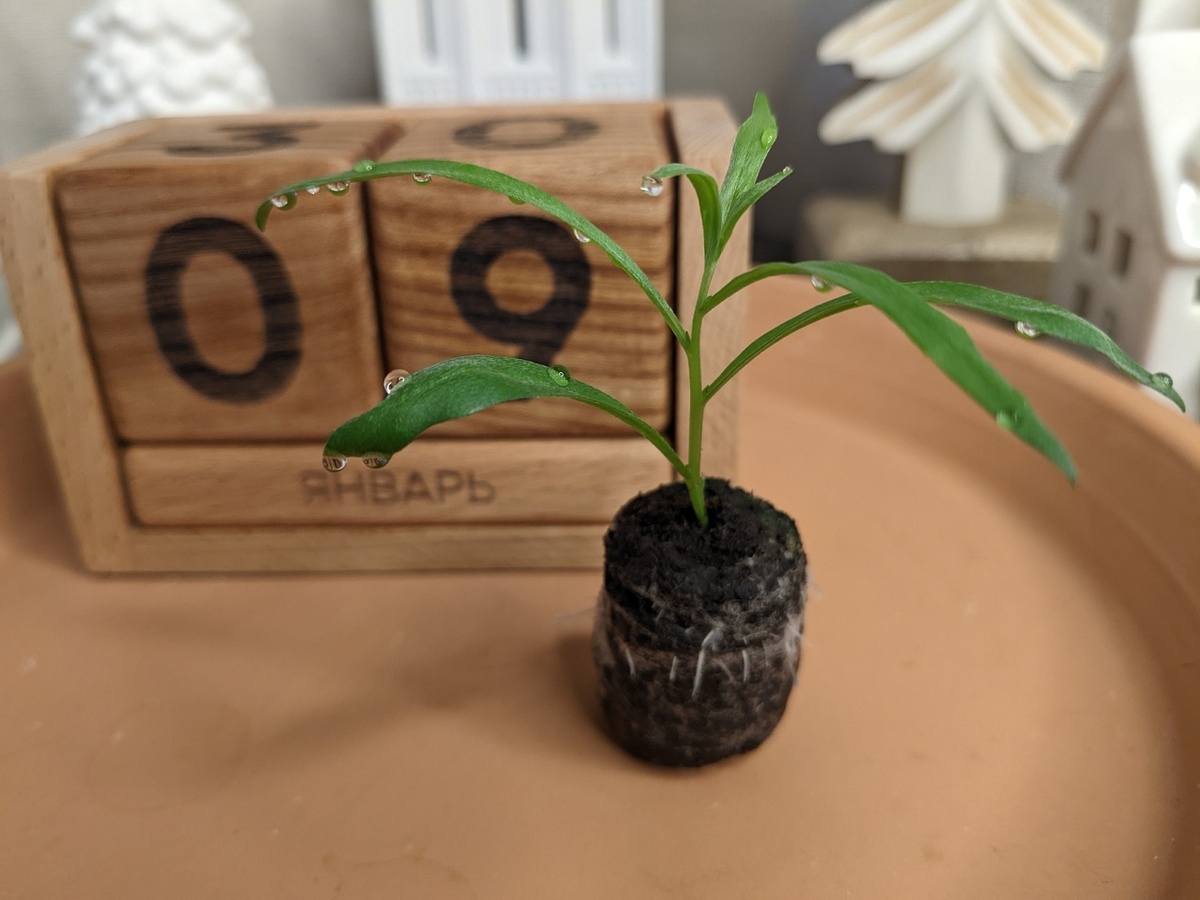 Январь. Черенок укоренился в торфяной таблетке в тепличке