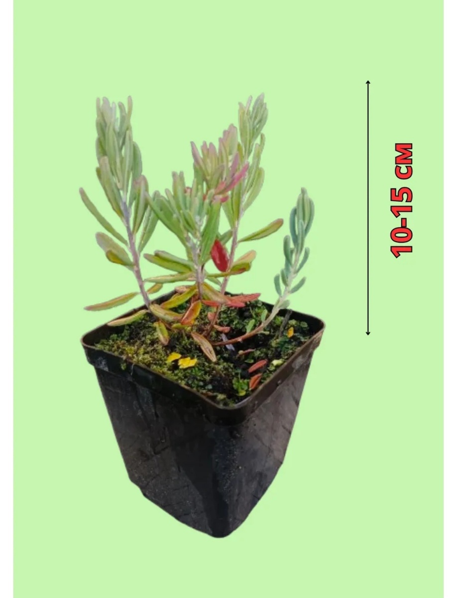 "Blue Ice"-это новый сорт , отличается голубоватым отливом листьев.