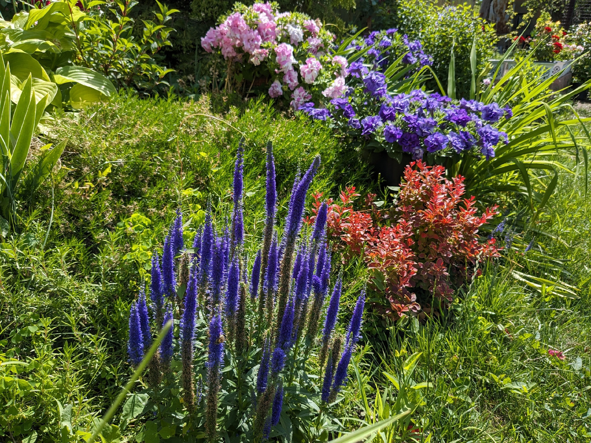 Вероника и петуния