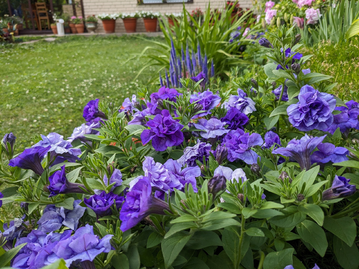 Петуния Tumbelina Sophia и вероника неизвестного сорта