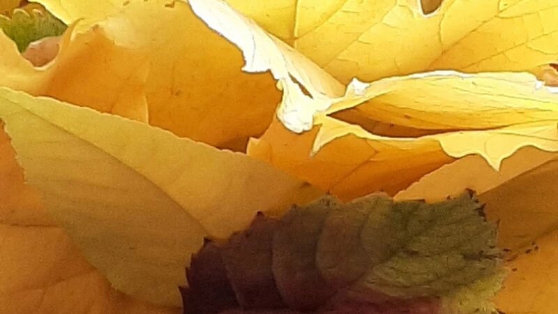     Осенние листья. altapress.ru