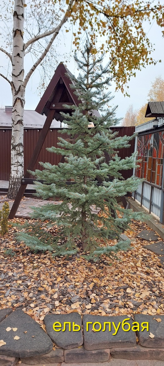 Это дерево перенесло пару пересадок. И переезд с одного участка на другой.