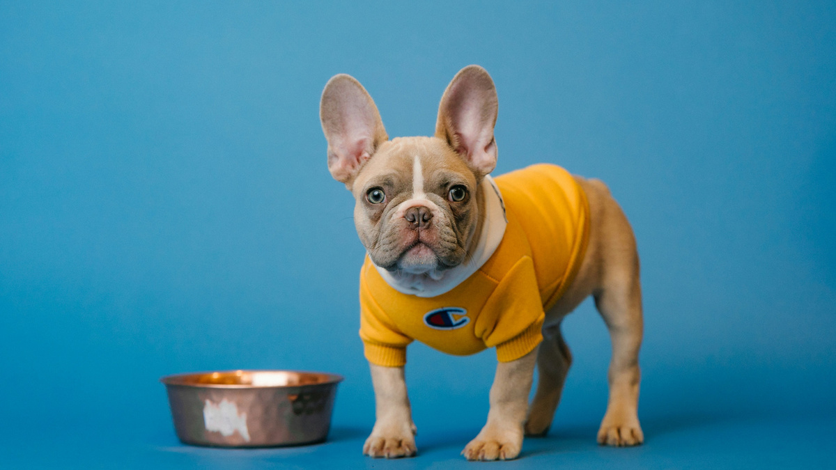 Почему бы не сделать кухню местом, где собаке будут рады, а не полем битвы за положение в семейной иерархии. Фото Karsten Winegeart/Unsplash