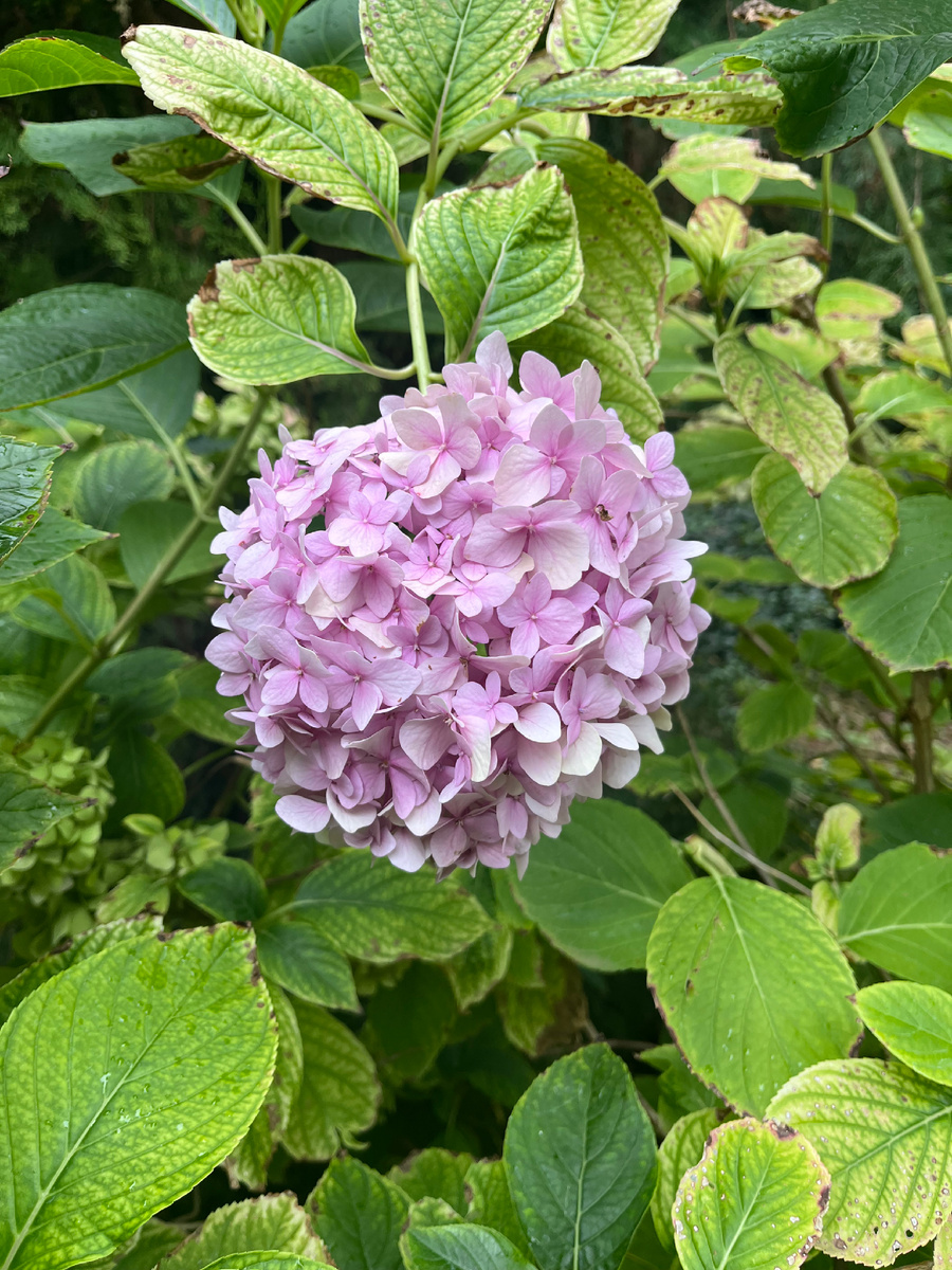 Фото автора. Гортензия прекрасно себя чувствует в октябре. 