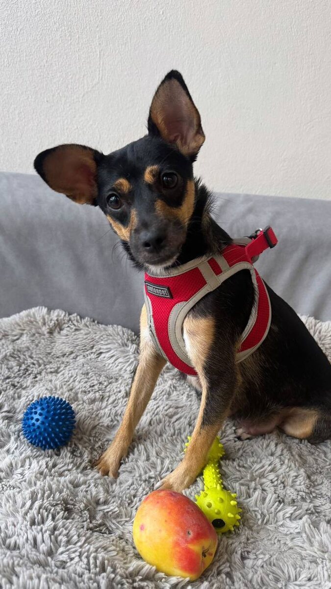 Мама малышей🐶