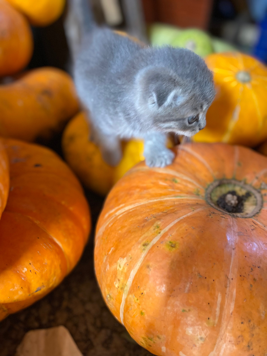 Что же на самом деле побуждает родителей кричать на ребенка? 