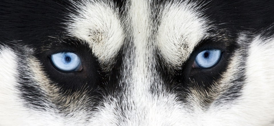    Далеко не у всех животных ведущую роль в формировании картины мира занимает зрение. Shutterstock