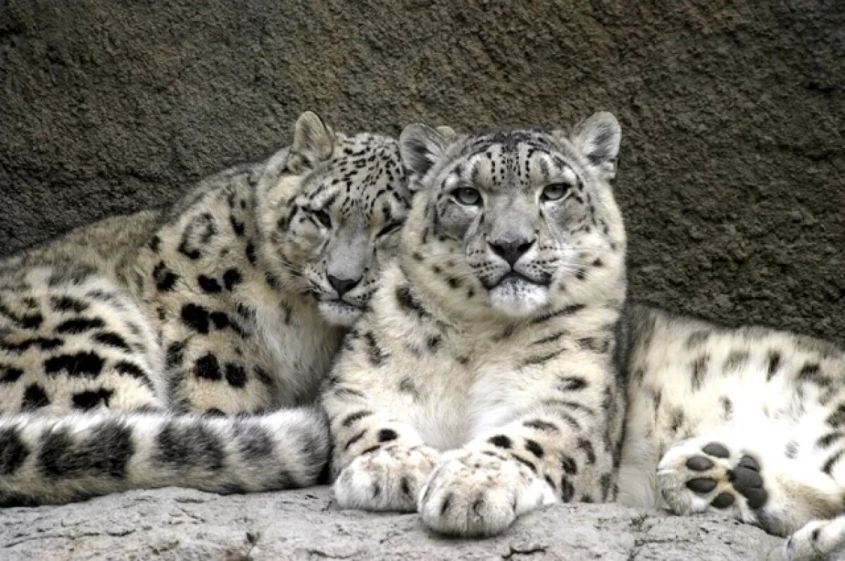    В Кузбассе вынесли приговор мужчине, купившему шкуры ирбиса для украшения