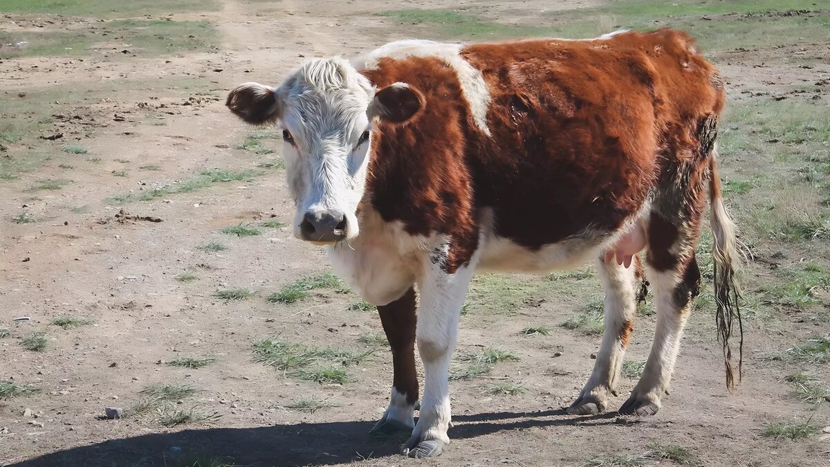     Источник: 1MI