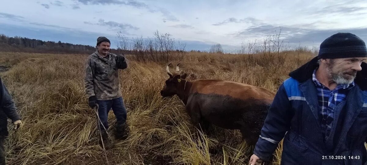     Источник: Сегодня добрые люди спасли корову Малину Об этом рассказал нам Андрей Вартиайнен. - Сегодня 21.10.24 с 13:30 до 15:40 спасал корову из озера в Сигово. Я ловил рыбу в реке недалеко от этого места. Меня окликнул мужчина, представившись - это был Владимир Коковуров - сказал, что недалеко тонет корова Малина, и я пошел помогать её спасать. Потом позвонил дяде Вите и сообщил ему, чтобы он позвонил собственникам коровы в деревню Кошуково. Нужна была помощь в спасении животного. После звонка примерно через минут 30 пришел помогать хозяин коровы Андрей с другом, подошла супруга Вовы, и мы впятером за три верёвки, зацепив за рога коровы, вытащили Малину из топкой трясины Хозяин спросил, как нас отблагодарить, когда мы вытащили его корову. Хозяин коровы и его друг сказали нам больше спасибо за помощь. Я попрощался и побежал домой, так как обещал своей маме Вартиайнен Наталье Григорьевне вернуться к 15:00. Я успел. На фото справа мужчина Андрей, он сказал, что хозяин коровы Малина, справа мужчина его друг.