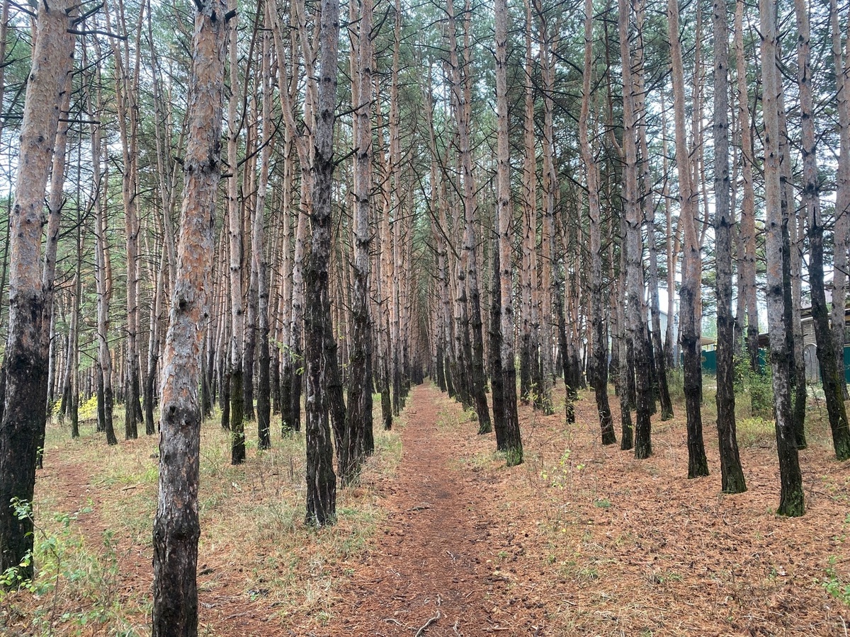 Далее едем по этой сосновой роще. Воздух просто волшебный!