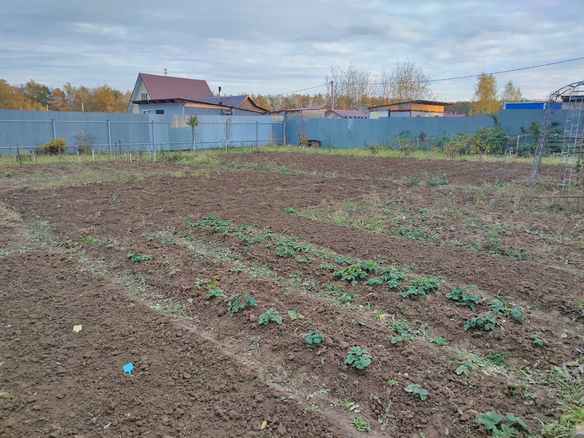 Наше поле. 2 грядки чеснока, 2 грядки клубники - Зенга Зенгана и Купчиха.