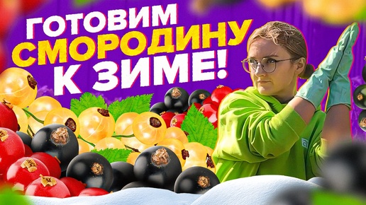 ГОТОВИМ СМОРОДИНУ к ЗИМЕ! ПОДКОРМКА, ОБРЕЗКА, УКРЫТИЕ | Семена Алтая ...
