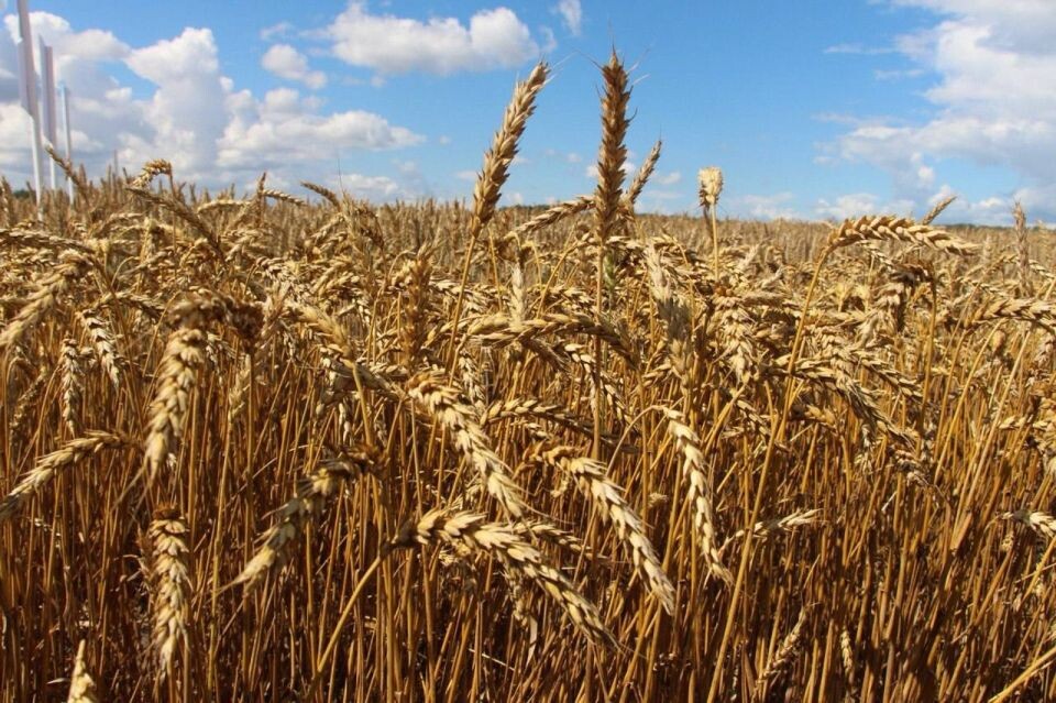    Сельхозсектор. Уборка урожая. Поле.. Источник: Антон Федотов/altairegion22.ru