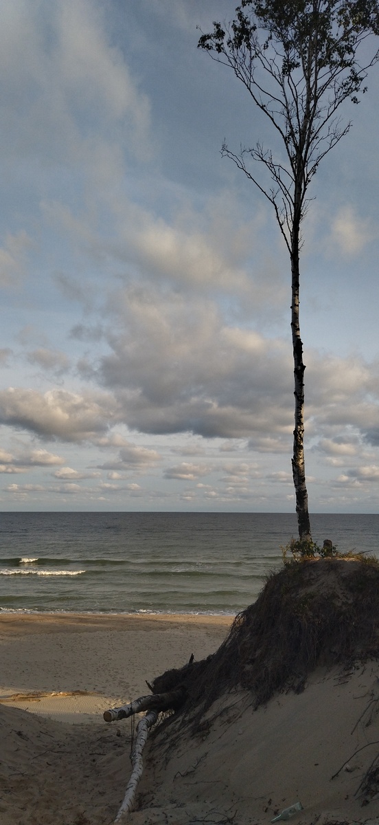 Одинокая береза. Купающихся тоже было немного) Только безумные питерцы и сибиряки, то есть я, сестра и наши мужья. 