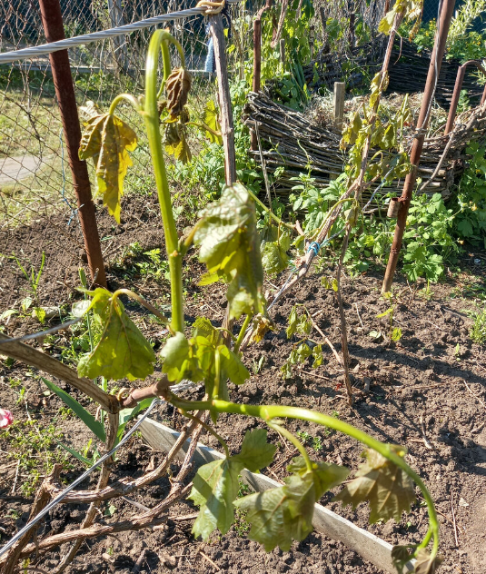 Вот что было весной