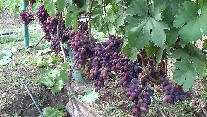 Вот такой урожай может дать виноград Байконур при правильной обрезке 