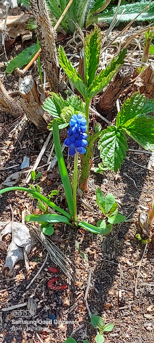 Мускари (фото автора)