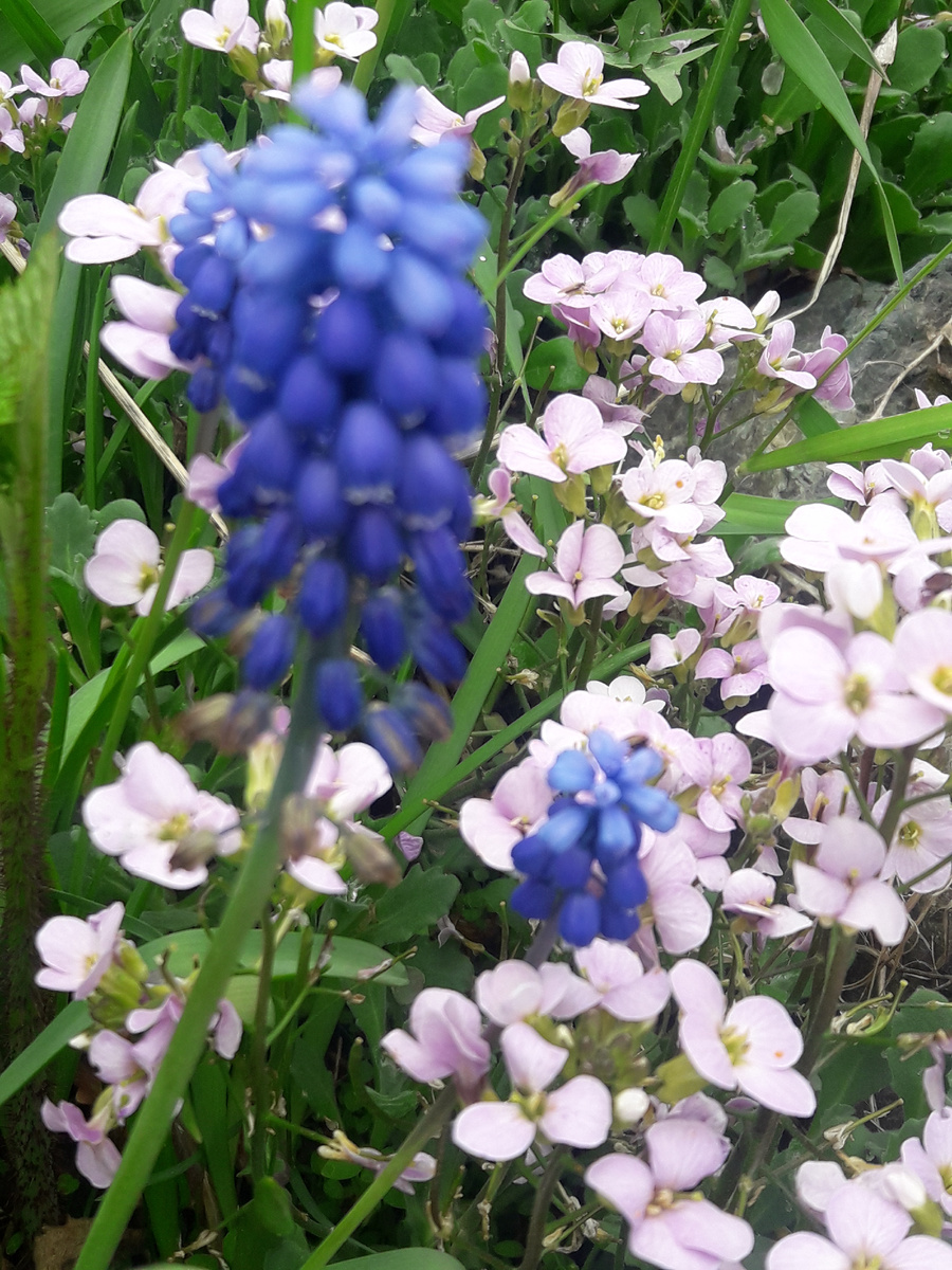 Мускари в групповой посадке (фото автора)